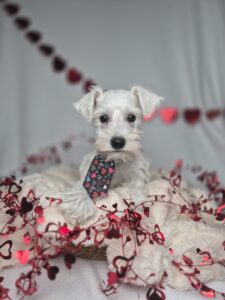 Miniature Schnauzer puppy