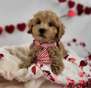 Miniature Poodle puppy