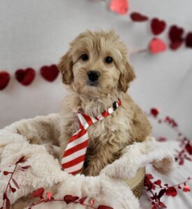 Miniature Goldendoodle puppy