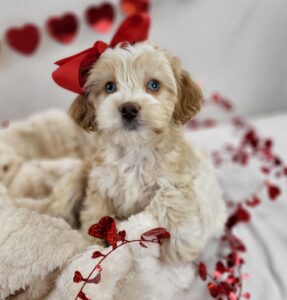 Miniature Goldendoodle puppy