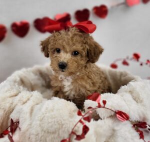 Toy Goldendoodle puppy