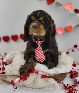 Cocker Spaniel puppy