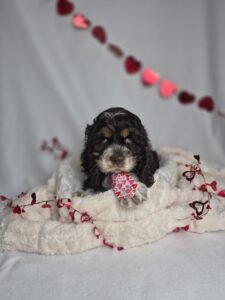 Cocker Spaniel puppy
