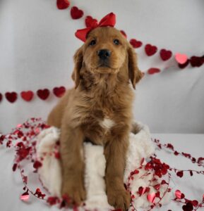 Golden Retriever puppy