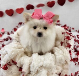 Pomeranian puppy