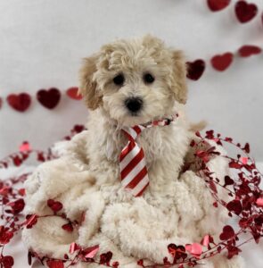 Bichonpoo puppy