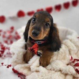 Miniature Dachshund puppy