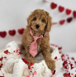 Miniature Goldendoodle puppy