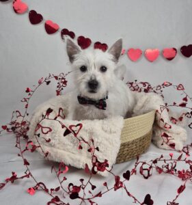 West Highland White Terrier puppy