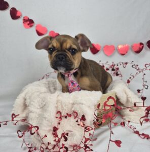 French Bulldog puppy