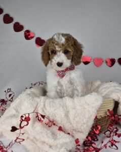 Miniature Goldendoodle puppy
