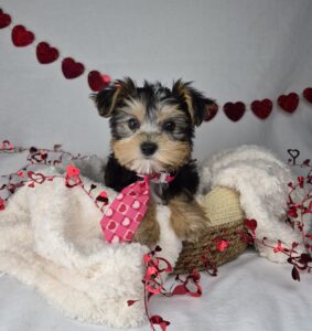 Yorkshire Terrier puppy