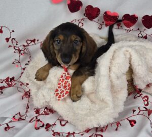 Miniature Dachshund puppy