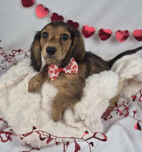 Miniature Dachshund puppy