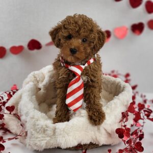 Miniature Poodle puppy