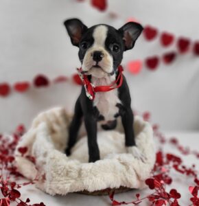 Boston Terrier puppy