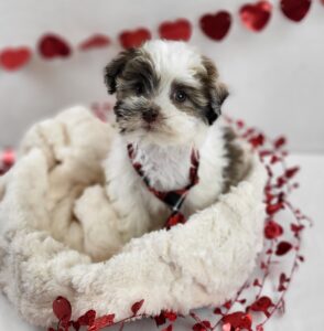 Havanese puppy
