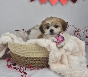 Lhasa Apso puppy