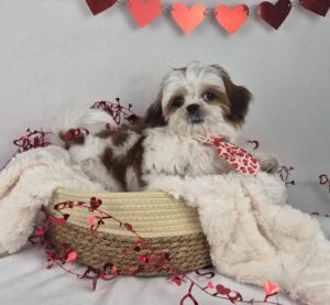 Shih Tzu puppy