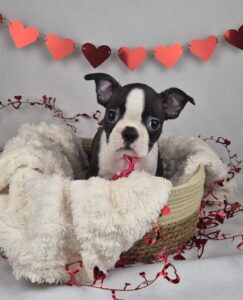 Boston Terrier puppy