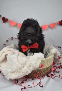 LhasaPoo puppy