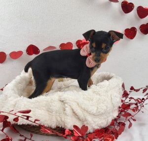 Miniature Pinscher puppy