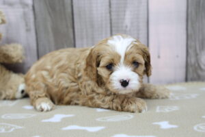 Cavapoo puppy
