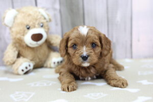 Cavapoo puppy