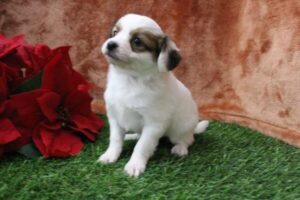 Papillon puppy
