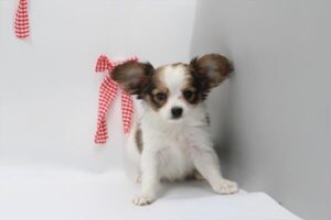 Papillon puppy