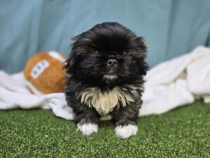 Pekingese puppy