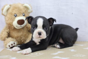 Boston Terrier puppy