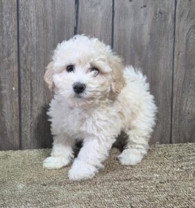 Bichonpoo puppy