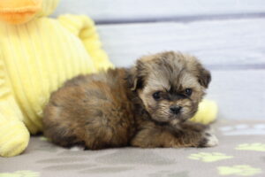 ShihPoo puppy