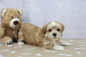 Lhasa Apso puppy