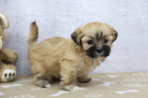 Lhasa Apso puppy