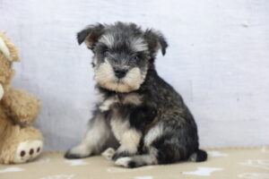 Miniature Schnauzer puppy