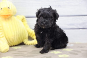 ShihPoo puppy