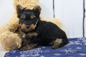 Yorkshire Terrier puppy