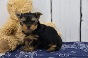 Yorkshire Terrier puppy