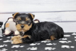 Yorkshire Terrier puppy