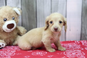 Miniature Dachshund puppy