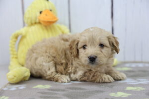 Miniature Goldendoodle puppy