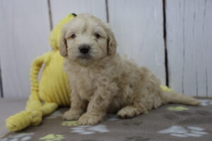 Miniature Goldendoodle puppy