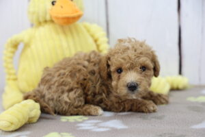 Miniature Goldendoodle puppy