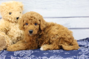 Miniature Goldendoodle puppy
