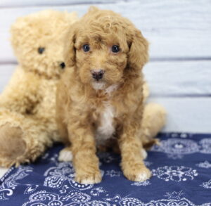 Miniature Goldendoodle puppy