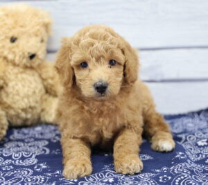 Miniature Goldendoodle puppy