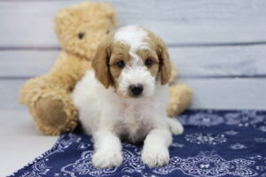 Miniature Goldendoodle puppy