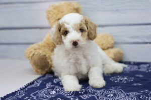 Miniature Goldendoodle puppy